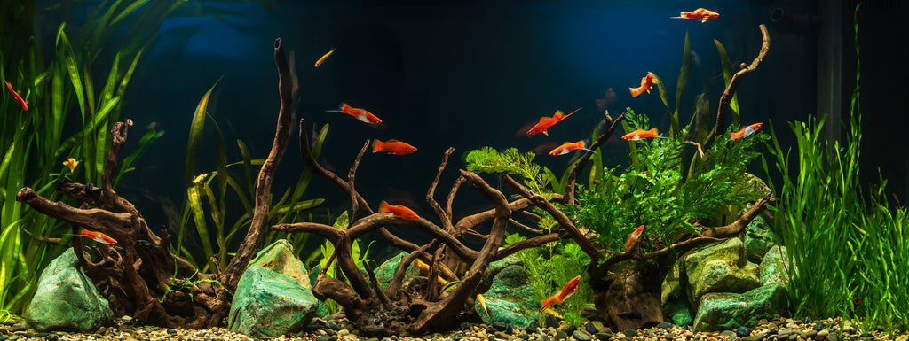 How to Cycle a Fish Tank – Fresh Water Systems
