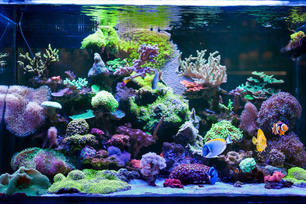 A Guide to Clear Aquarium Water – Fresh Water Systems