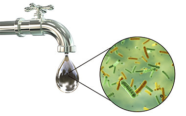 New Bacterium Removes Two Harmful Contaminants from Groundwater