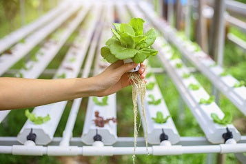 What Are Hydroponic Systems and How Do They Work?