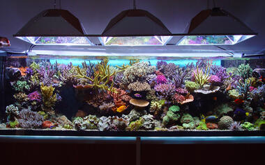 Why You Should Use Reverse Osmosis Water for Your Aquarium