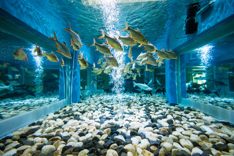 What Is an Aquarium Air Pump and Is It Necessary?