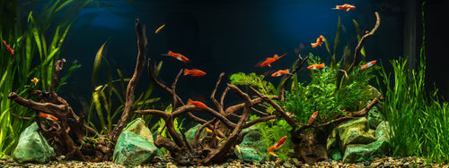 How To Cycle A Fish Tank Fresh Water
