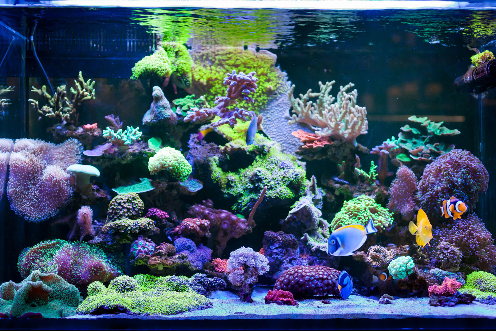 A Guide to Clear Aquarium Water
