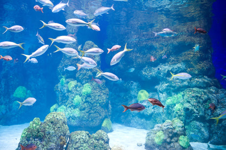 What Is an Aquarium Water Pump and How Does It Work?