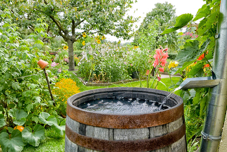 5 Advantages and Disadvantages of Rainwater Harvesting