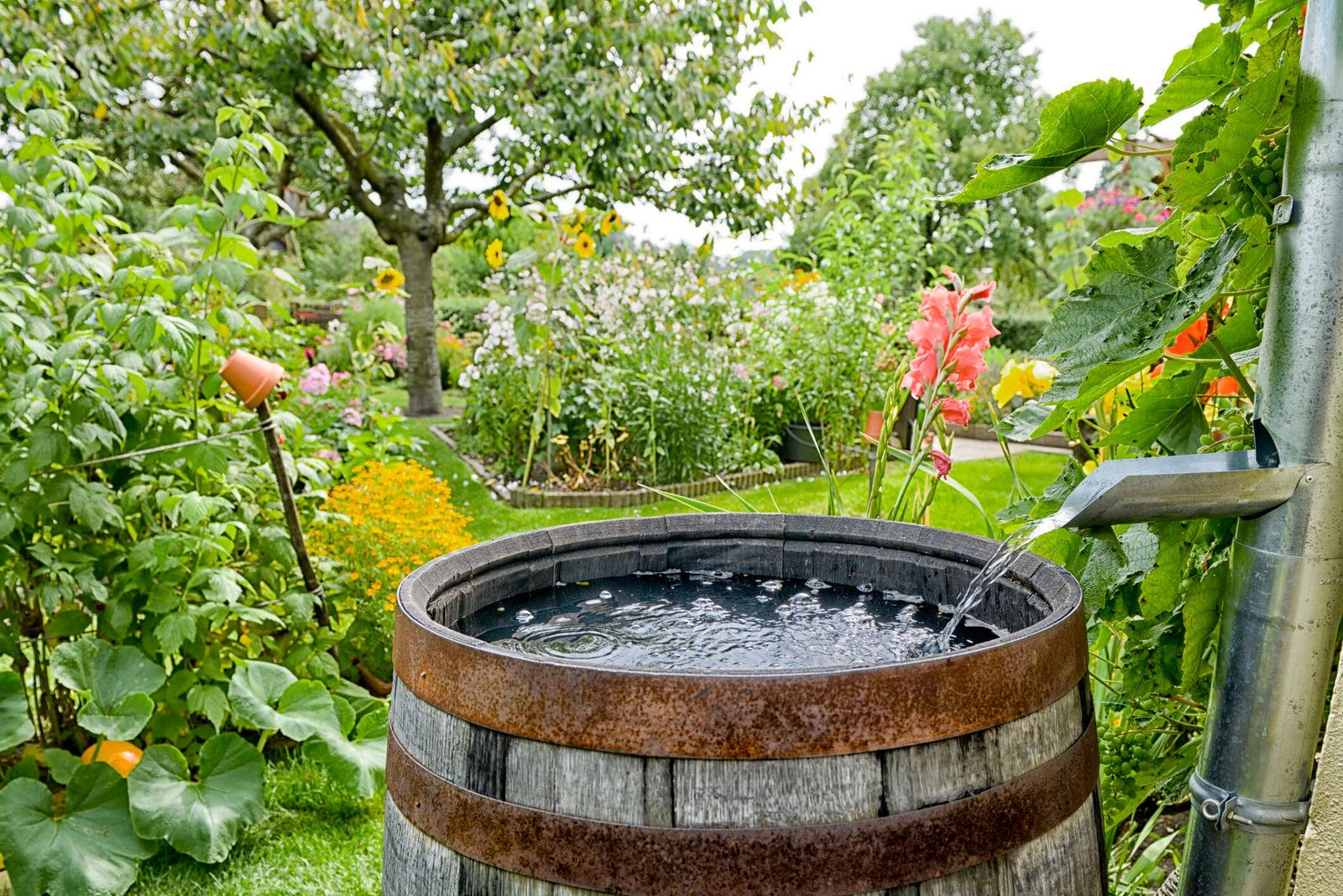 5 Advantages and Disadvantages of Rainwater Harvesting
