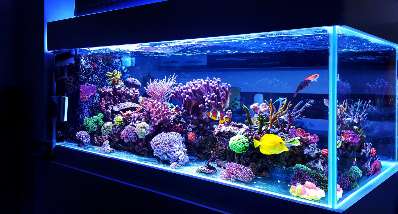How to Maintain a Saltwater Aquarium