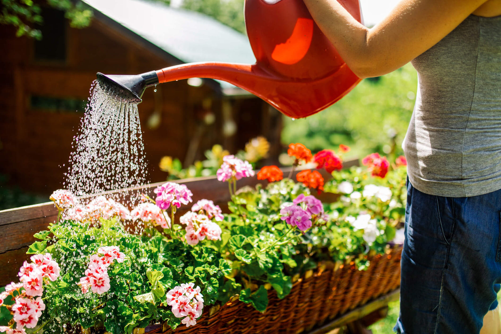 Best Water for Plants: Filtered vs. Distilled vs. RO